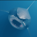sharkinatimeloop avatar