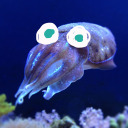 sharkinthesheets avatar