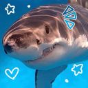 sharkycare avatar