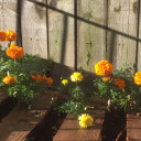 sharpenedteeth-burningwings avatar