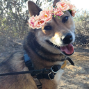 sheeba-inu avatar