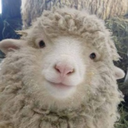 sheepishsammy avatar