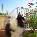 sheltiesfriends avatar