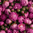 shesapeachscone avatar