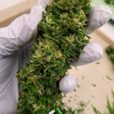 shesmokesganja avatar