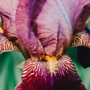 shesnotheretoday avatar