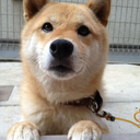 shibainu-komugi avatar