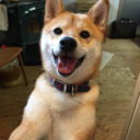 shibainukuu avatar