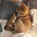 shibapuppytoes avatar