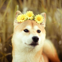 shibe-wants-soda avatar