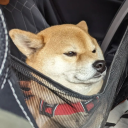 shibeguydotexe avatar