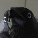 shiftylookingcrow avatar