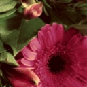 shiki-lebroche avatar