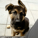 shinigami-alvis avatar