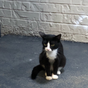 shinygreenstar avatar