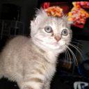 shipleaves avatar
