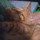 shipping-pirate avatar