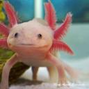 shippingships-thatshipthemselves avatar