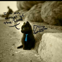 shiptherainbow avatar