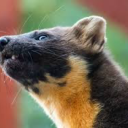 shipwreckedbones avatar