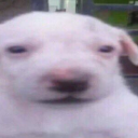 shirayuki-fuuma avatar