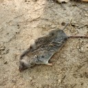 shitpostingtunes avatar