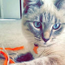 shittyironpeople avatar