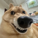 shokupaaaannn avatar