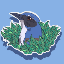 shrub-jay-blog avatar