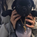 shushpeasants avatar