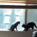 shut-up-and-get-in avatar