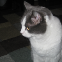 shutter-flower avatar