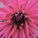 shy-urban-hobbit avatar