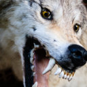 sickandortired avatar