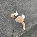 sidewalkcat avatar