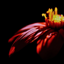 significantly-other avatar