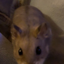 silence-you01 avatar