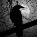 silent-sentry avatar