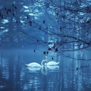 silken-moonlight avatar