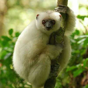 silky-sifaka avatar