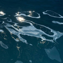 sillydiplomatdonutprune avatar