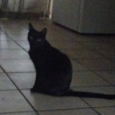 sillyshortchaoscollective avatar