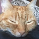 sillythingsandbirdywings avatar