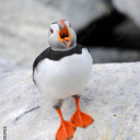 sillyturquoisepuffin avatar