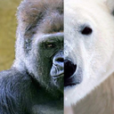 silverbackpolarbear avatar