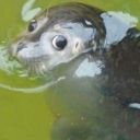 silversliverslithers avatar