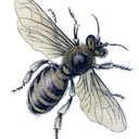 silverybees avatar