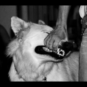 silviadiana16 avatar