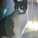 silygoosexoxo avatar