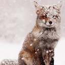 simpleentropy avatar